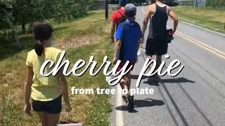 Cherry Pie: From Tree to Plate