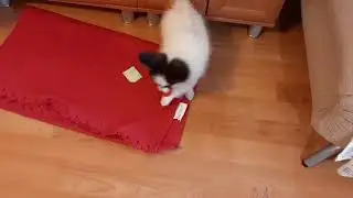 Лаки видео