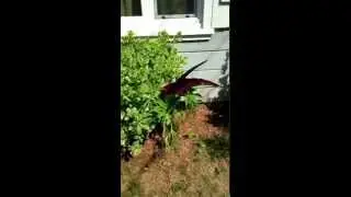 amorphophallus in bloom. Corpse Lily,amorphophallus dracunculus