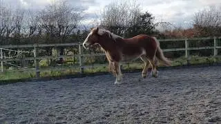 Haflinger x Welsh D playing in Menage
