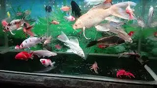 Akuarium 80x40x50