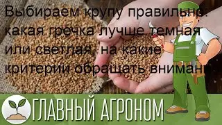 Выбираем крупу правильно: какая гречка лучше темная или светлая, на какие критерии обращать вниман.