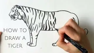 How to draw a tiger standing