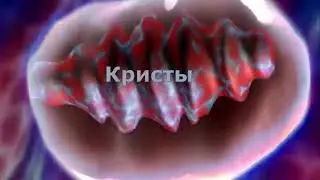МИТОХОНДРИЯ