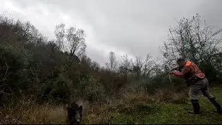 KAMERAMAN KOŞAN DOMUZ / WİLD BOAR HUNTİNG / CHASSE AU SANGLIGER / DOMUZ AVI