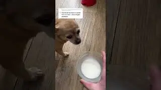 Налил CUM вместо молока🥛 |Тик ток приколы |Тик Ток Tik Tok 
