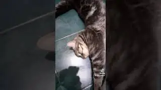 Поехали к шефу.... Смешное короткое видео с котами.