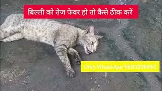 बिल्ली को तेज फेवर हो तो कैसे ठीक करें #fever in cat # fever treatment