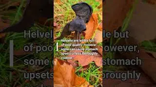 Why Elves like this mushroom  / Elfin Saddle / Helvella / #foraging #mushroompicking #fungi