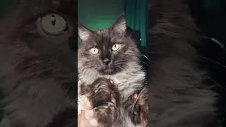 Как привлечь кота 