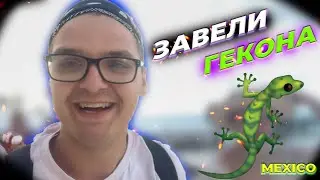 Мексиканские БУДНИ \ Заказали пылесос \ ДОМАШНИЙ ГЕКОН #MEXICO 4.5