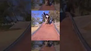 Jumpy the Dog Skateboarding 