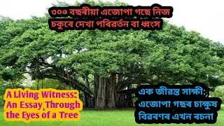 A Living Witness:An Eassy Through the Eyes of a Tree/এজোপা গছৰ চাক্ষুষ বিৱৰণৰ ৰচনা/গছৰ বিষয়ে ৰচনা