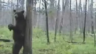 CONGA ... Gloria Estefan with Bear and Panda
