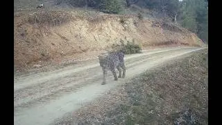 BUGÜNE KADAR GÖRDÜĞÜNÜZ BÜTÜN FOTOKAPAN GÖRÜNTÜLERİNİ UNUTUN ! BİRBİRİNDEN ÖZEL FOTOKAPAN VİDEOLARI