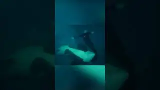 Косатка проучила своего дрессировщика