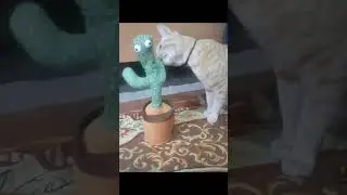 cat with cactus ##love #goldy #funnyvideo #animal #youtubeshorts