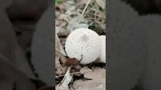 The Wolf's Fart – Lycoperdon perlatum