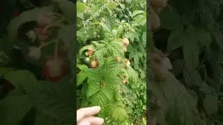 Про малину. Дача как хобби.