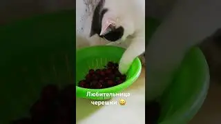КОШКА ЛЮБИТ ЧЕРЕШНЮ #житомир #кошкииринышевчук #иринашевчуккотики #ukraineancats