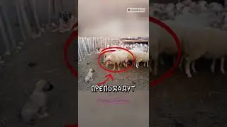 Баран подошёл не к тому щенку… 😳