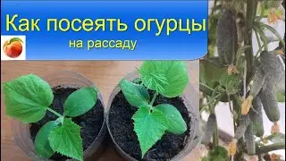 Как посеять огурцы на рассаду, обработка семян, ранние огурцы!