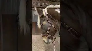 Der Sound 😂🐴#horse #schleichkanal