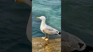 АСМР ЗВУКИ МОРЯ 
