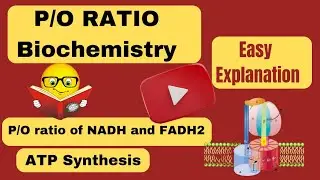 P/O Ratio Biochemistry|ATP SYNTHESIS || P/O Ratio of NADH and FADH2 | P/O Ratio for ETC