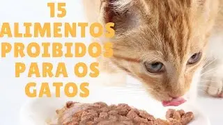 15 Alimentos Que Você Não Deve Dar Para O Seu Gato (O 7º É Uma Surpresa!)