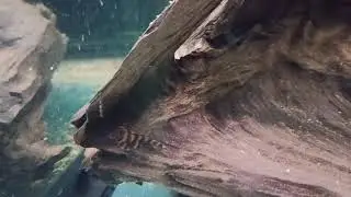 Мои Номерные Сомы