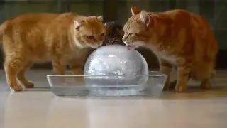 Котики и сладкий холодный ледяной шар