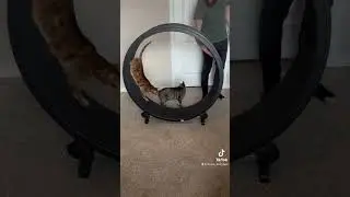 Not always smooth sailing on the wheel! #cats #catwheel #bengalcat