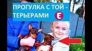 ПРОГУЛКА С ТОЙ ТЕРЬЕРОМ И ЛАБРАДОРОМ! ГУЛЯЕМ С СОБАКОЙ В ЛЕСУ!