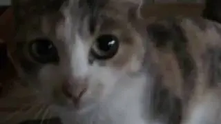 кошка любит камеру.