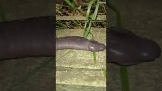 Strange animals you never knew existed! 🤯 