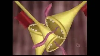 C.O.R.E Toons Demo Reel 2005