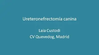 Ureteronefrectomía canina