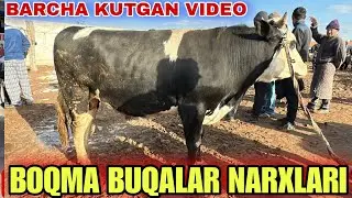 BOQMA SEMIZ VA KICHIK BUQALAR NARXLARI SURXONDARYO MUZRABOT ZANG MOLBOZORI