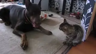 доберман и котенок
