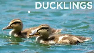 Wildlife Feature | Ducklings