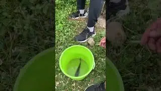 Икрам ха ха кыска вайн
