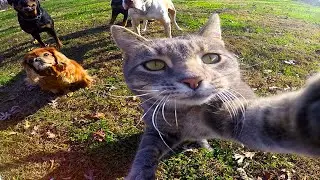 Приколы с котами! ТОП10 coub / Funny cats