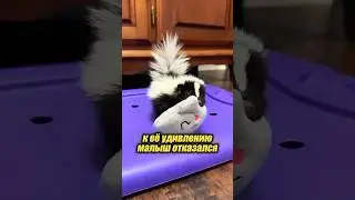 I found a skunk in my backyard 🦨😍