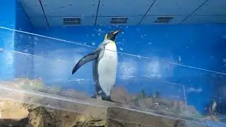 penguin