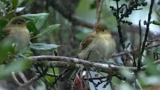 Mountain Elaenia and its Call