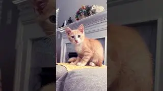 🐈#леди#совершенство #моякошка #люблюнемогу#влог #funny#шортс #смешныемоменты #speakrussian#забавные