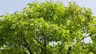 Catalpa speciosa - Northern Catalpa
