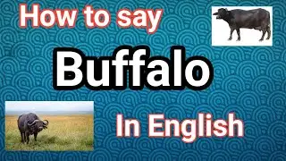 How to say Buffalo 🐃 in English | Pronunciation of Buffalo | pronunciation of English words