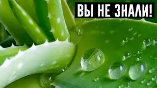 Как правильно пересадить алоэ в домашних условиях!